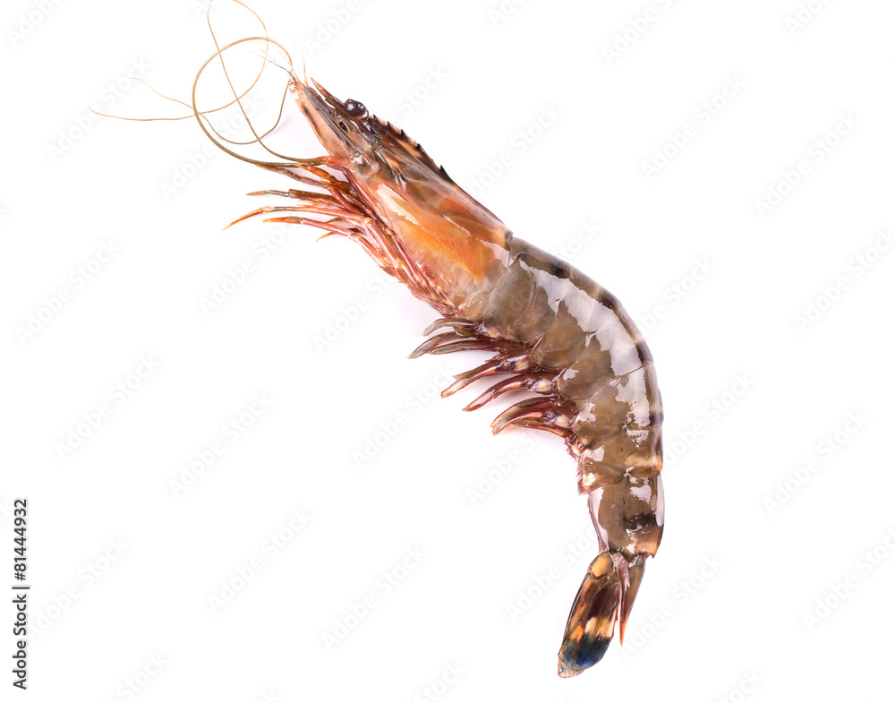 Raw tiger shrimp on white.