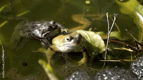 Grasfösche am Laichplatz