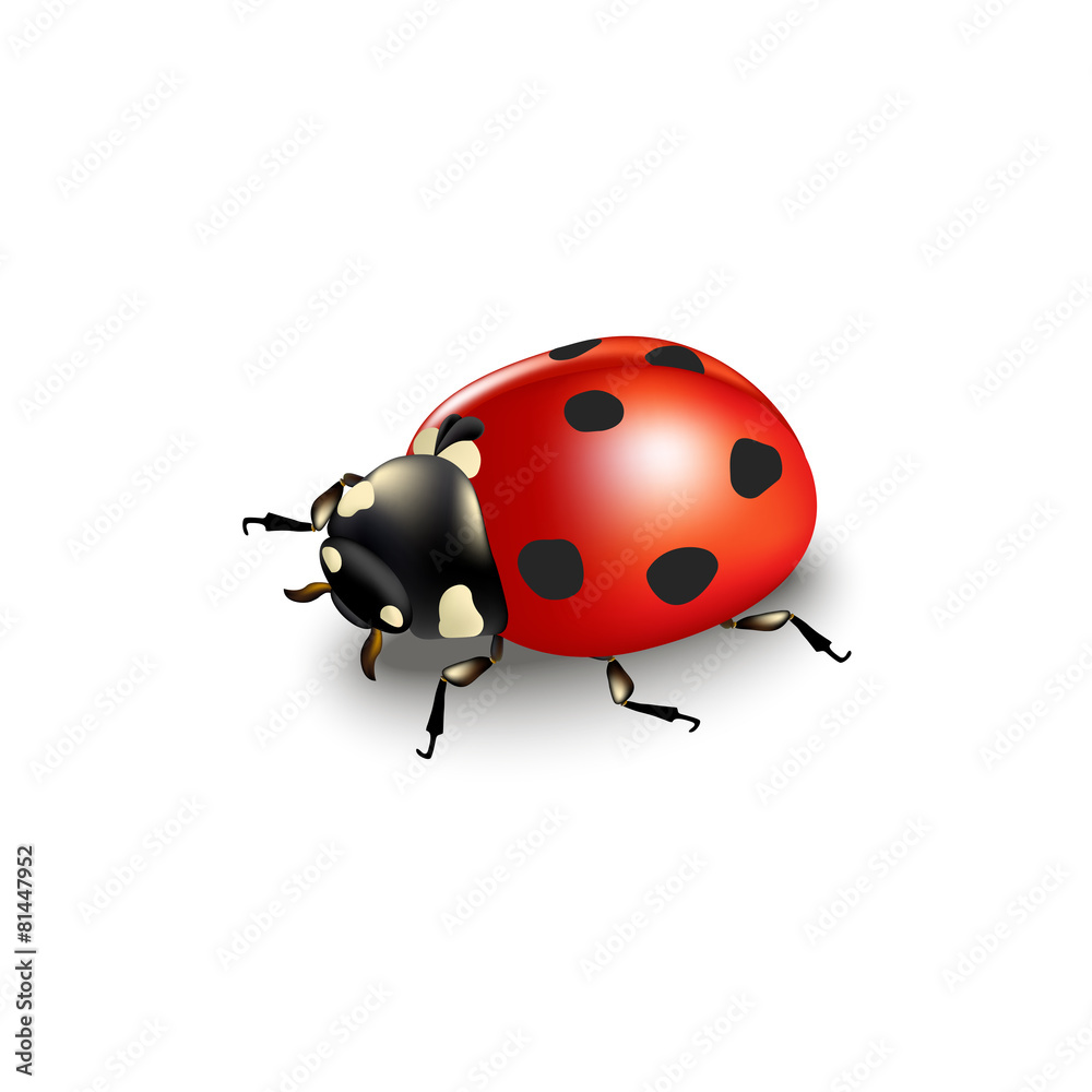 Obraz premium Ladybird isolated on white background