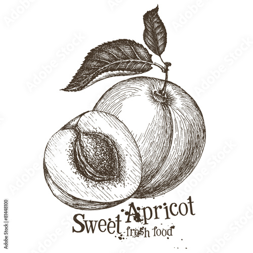 apricot vector logo design template. fruit or food icon.