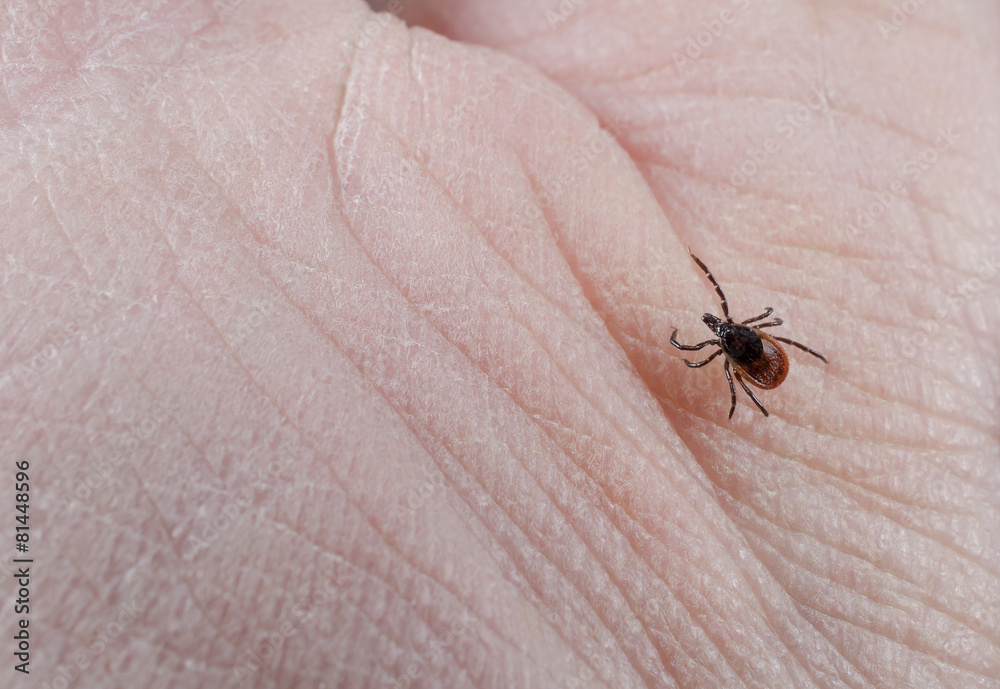 Obraz premium winzige Gefahr