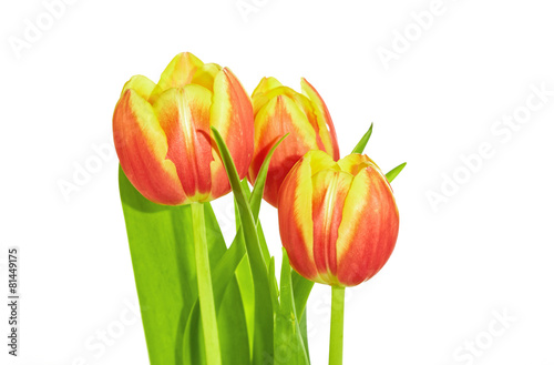 3 Tulpen