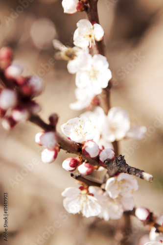 flowering fruit tree branches © fantom_rd