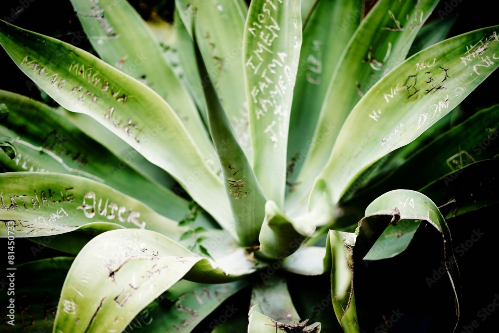 Obraz premium Defaced plant