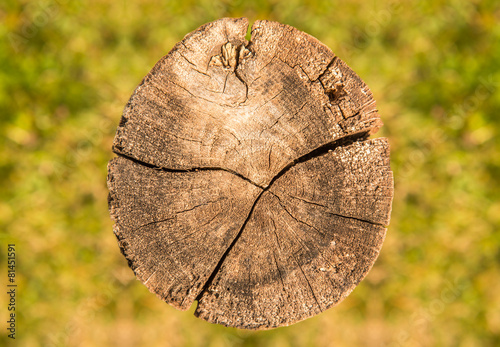 Baumstamm Holz