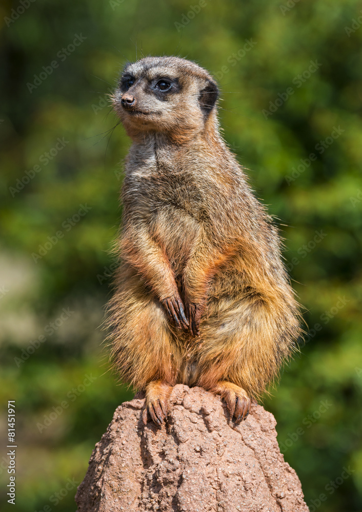 merkat suricata sitting and watching some predator merkat suricata sitting and watching some predator