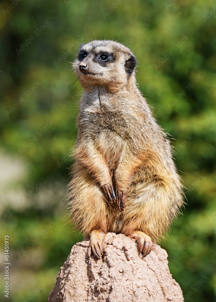 merkat suricata sitting and watching some predator merkat suricata sitting and watching some predator