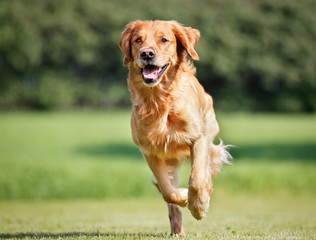 Acrylglasbilder Hund Golden Retriever im klassischen Porträt  © Mikkel Bigandt