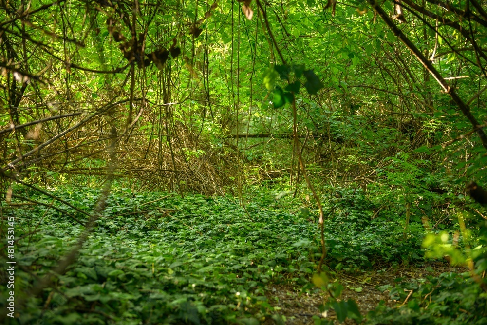 Obraz premium Deep in the forest