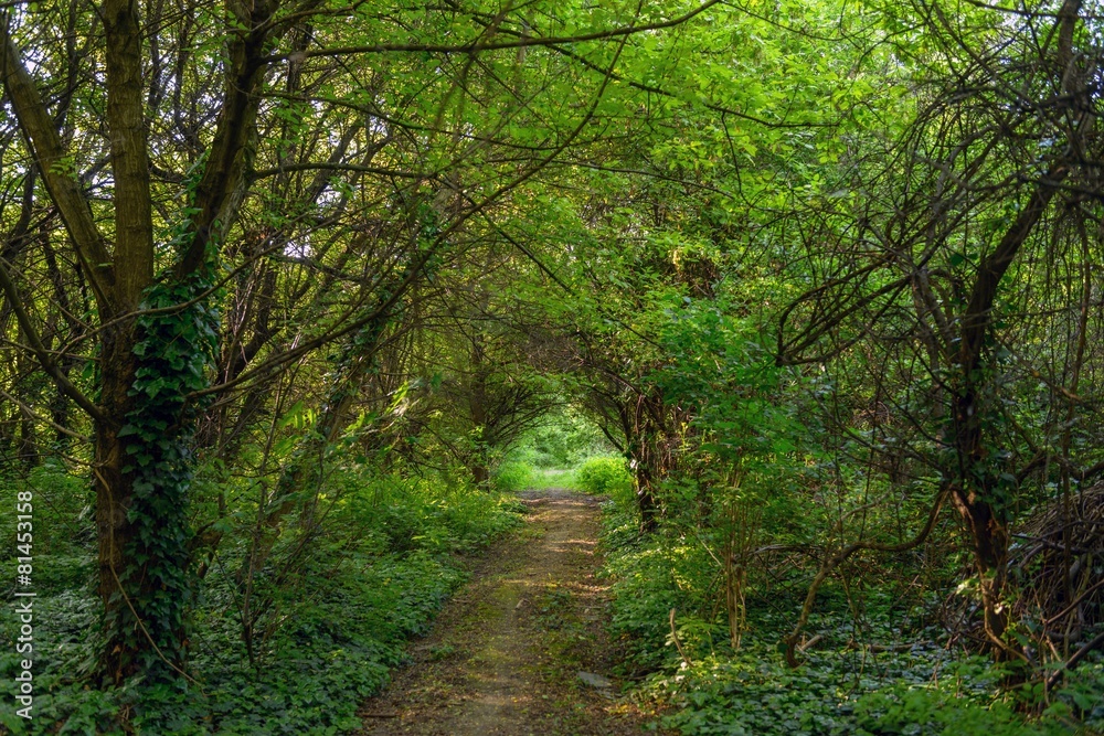 Obraz premium Deep in the forest