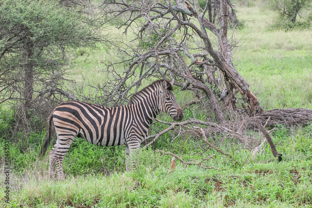 Fototapeta premium Zebra