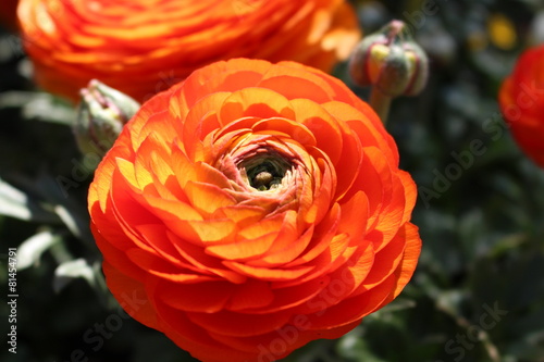 orange ranunculus flower