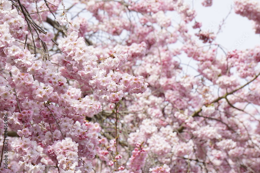 Fototapeta premium Pink cherry blossoms