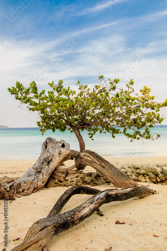 Baum am strand