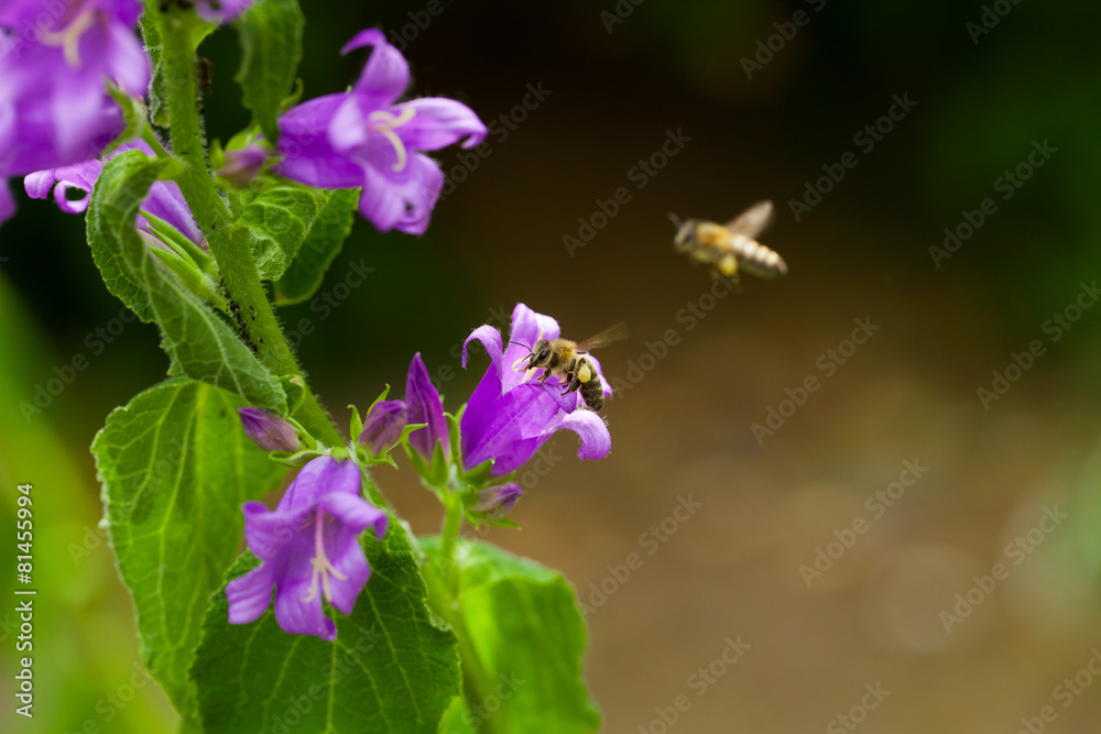 bell flower - lila Glockenblume mit Biene