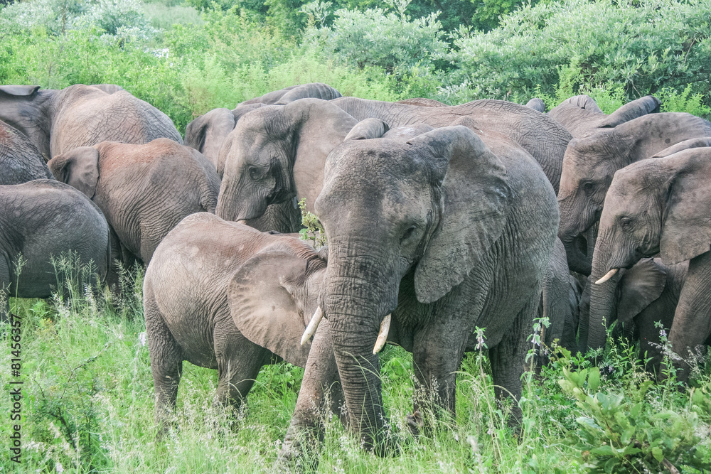 Fototapeta premium Elefant