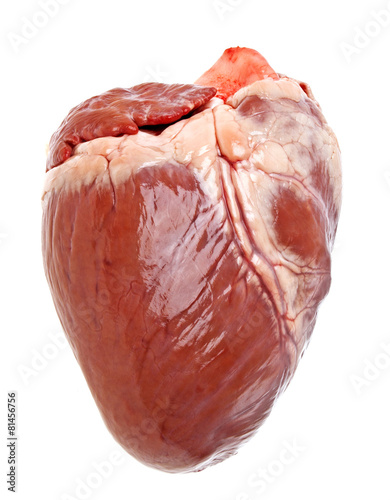 Pig heart on a white background