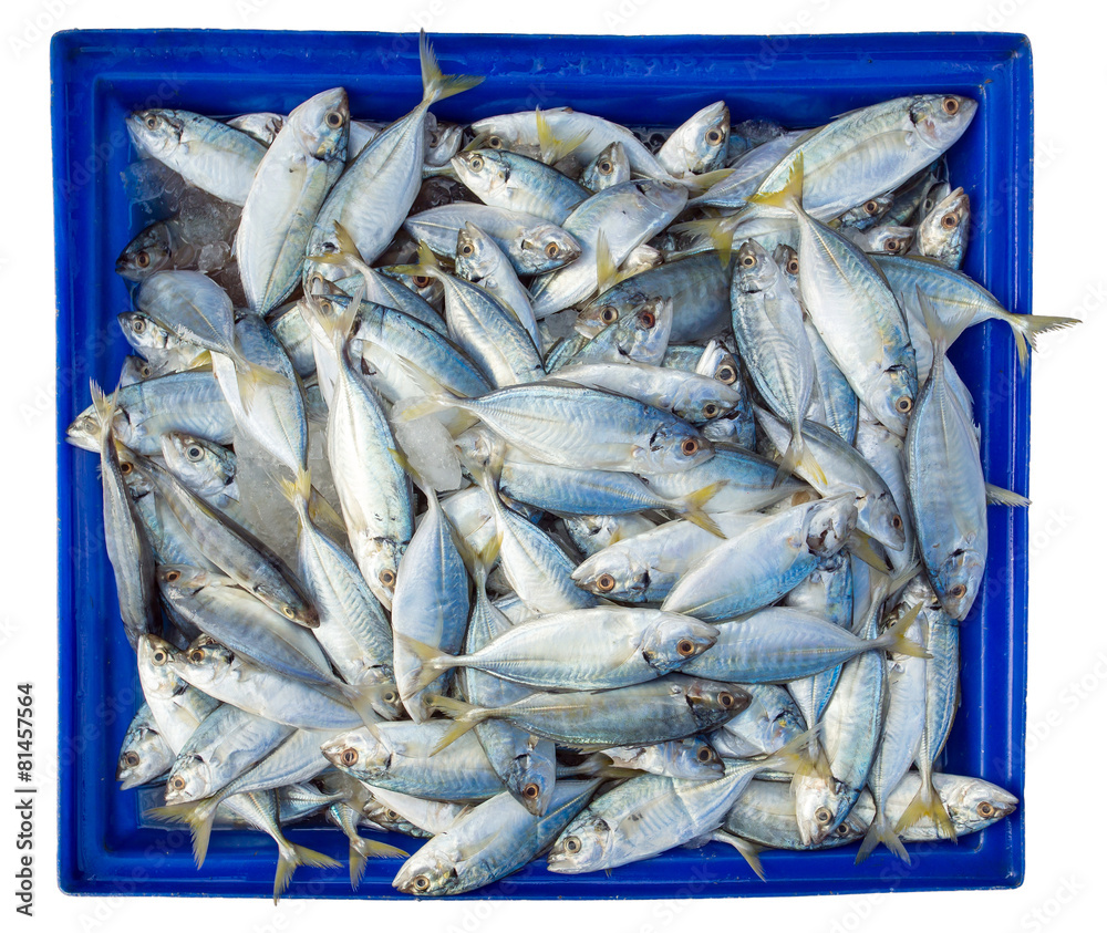 Fish in blue box isolated on white background Fish in blue box isolated on white background