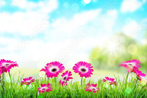 Fototapeta Naklejka Na Ścianę i Meble -  Blumen Karte Himmel
