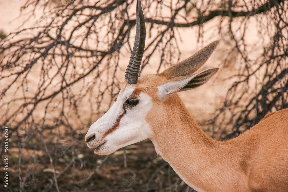 Springbok Springbok
