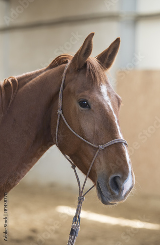 Horse full-face in closeup