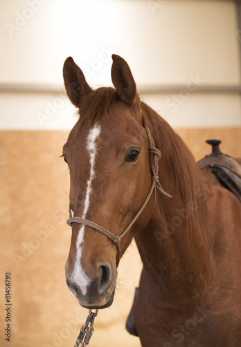 Brown horse head