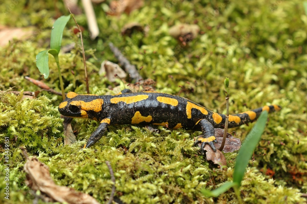 Obraz premium Feuersalamander im Nationalpark Kellerwald