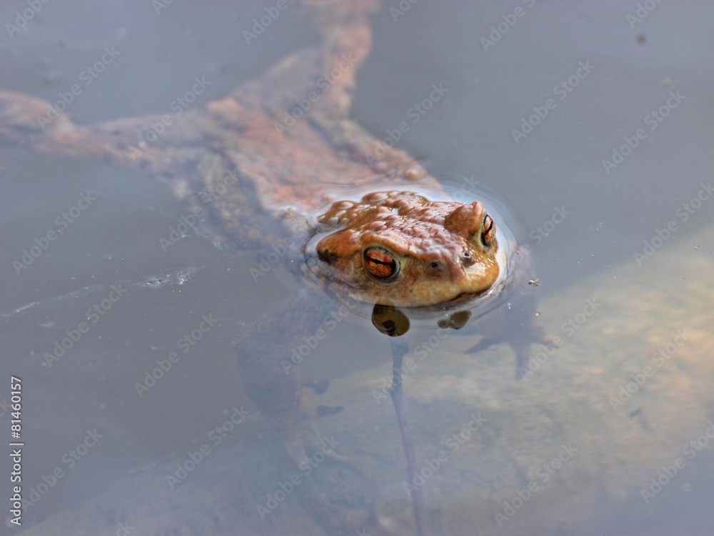 Männliche Erdkröte im Teich StockFoto Adobe Stock