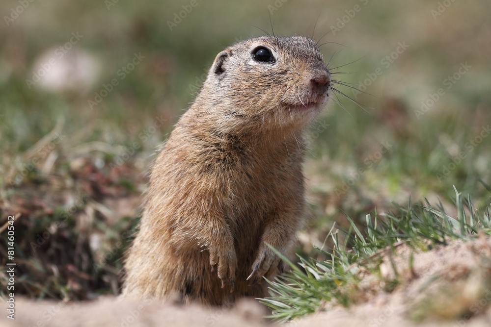 European ground squirrel (Spermophilus citellus) in the grass European ground squirrel (Spermophilus citellus) in the grass