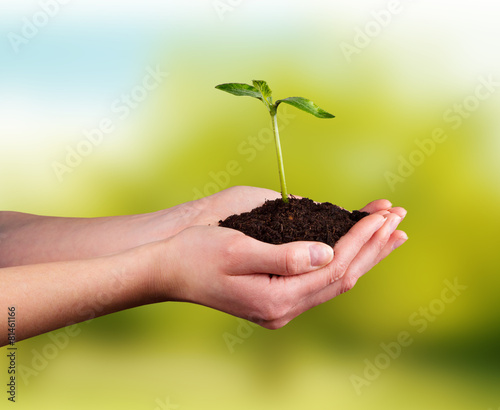 Woman hands holding young plant