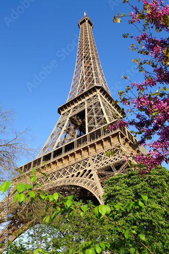 Eiffel Tower with spring tree in Paris, France