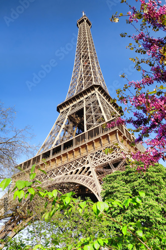 Eiffel Tower with spring tree in Paris, France