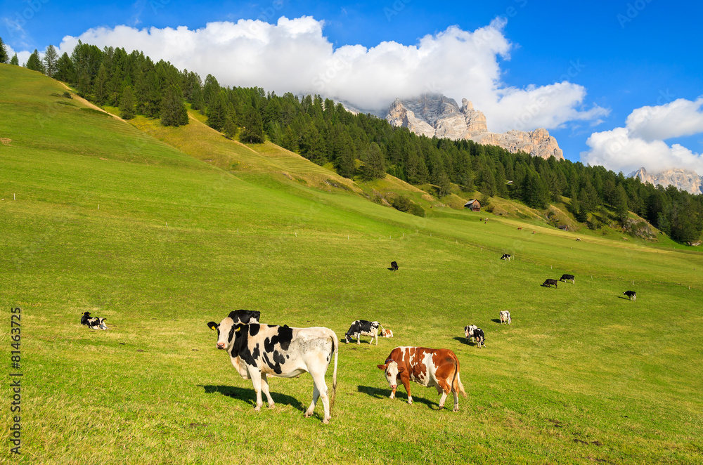 Cows grazing on green pasture in Dolomites Mountains, Italy