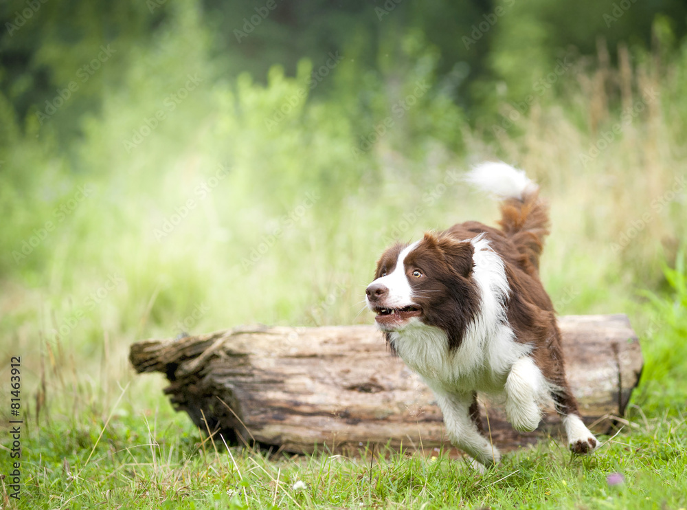 border collie runs