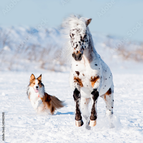 Appaloosa pony and sable border collie runs gallop in winter