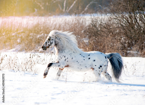 appaloosa pony runs free through the winter field