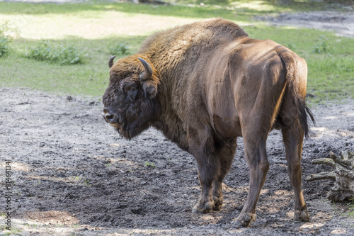 Fotótapéta Big shaggy aurochs