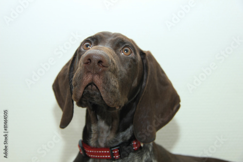 German Shorthaired Pointer puppy