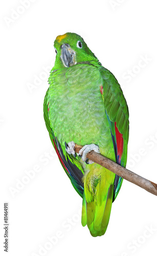 Amazon Parrot perched