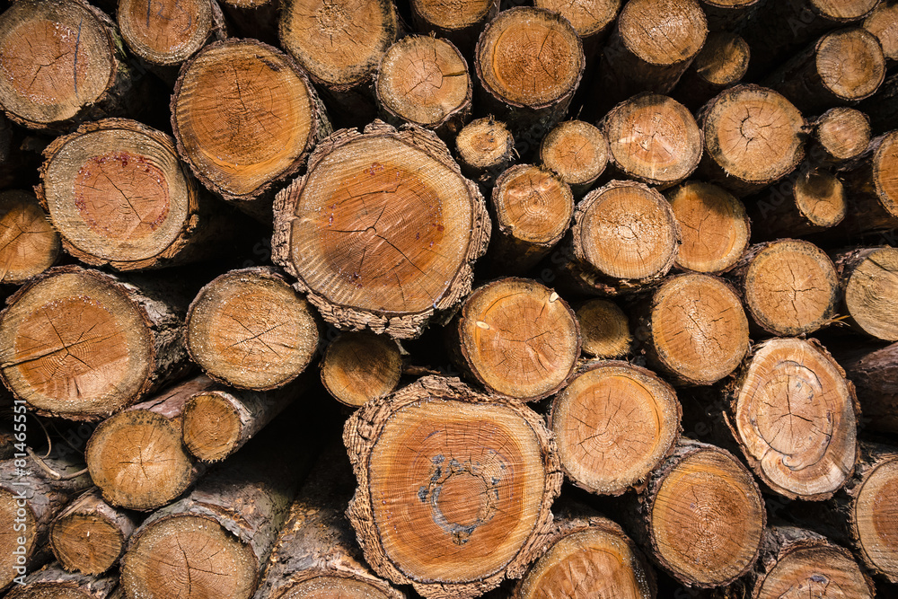 Woodpile in stack in forest