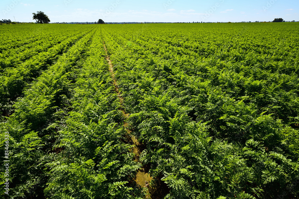 Green carrots field with blue sky.