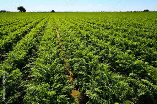 Obraz na płótnie Green carrots field with blue sky. w salonie