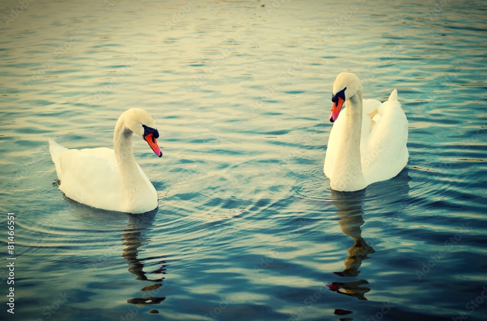 Two swans.
