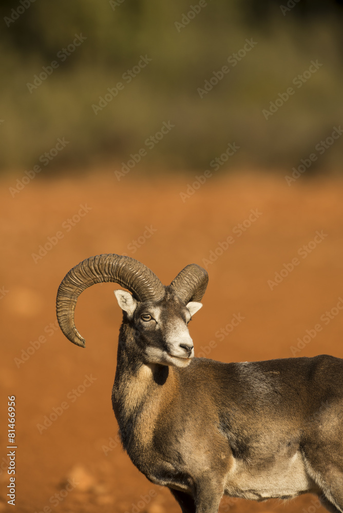 Mouflon (Ovis musimon) Sierra de Mariola, Alicante, Spain