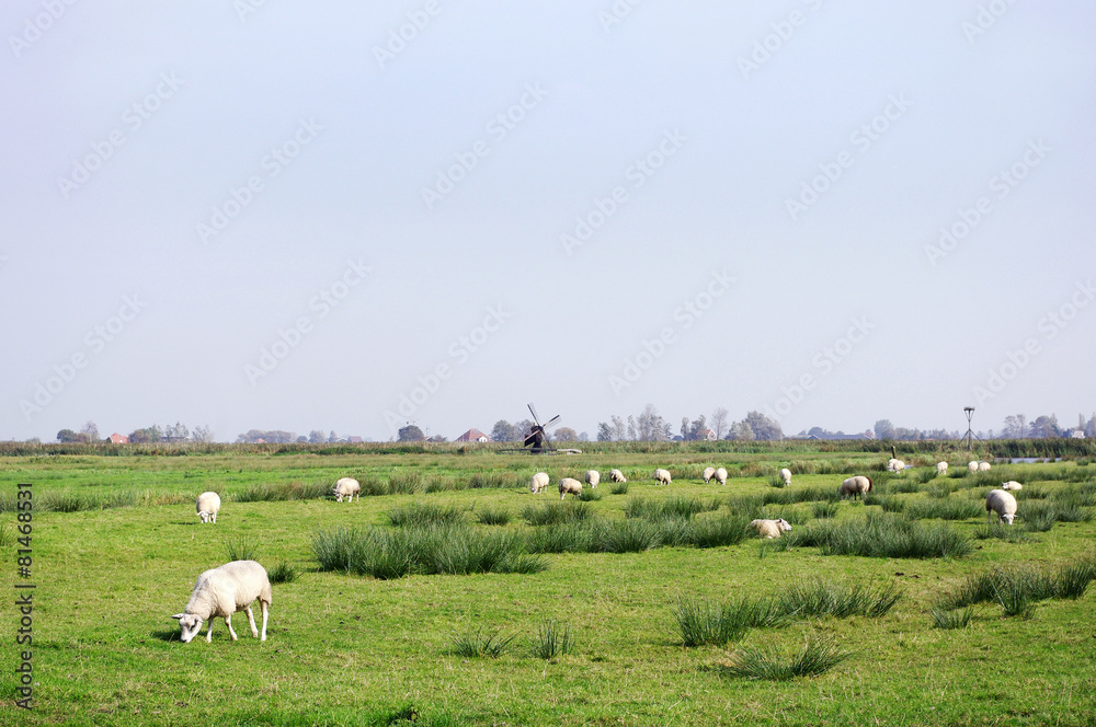 水車のある草原の羊