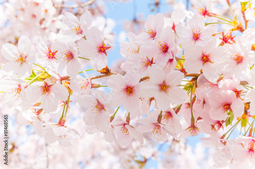 日本の満開の桜 壁紙や背景用にjapanese Cherry Blossoms Full Bloom Stock Photo Adobe Stock
