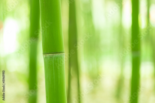 Bamboo forest  bamboo forest in China has special cultural symbo