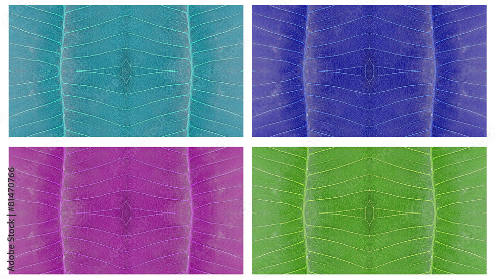 Fototapeta premium leaves texture background