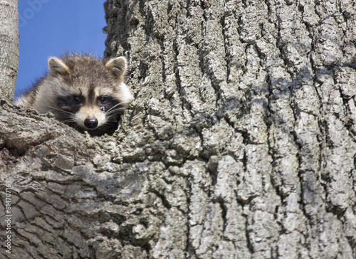 Racoon in Winter