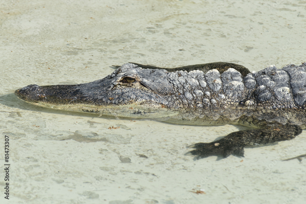 Obraz premium Alligatore